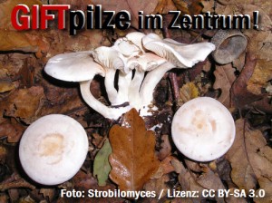 GIFTPilze in HoyWoy's Stadtzentrum!
