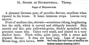 Auch in den USA war die Birne unter dem Namen "Sugar of Hoyerswerda" verbreitet und gefeiert.