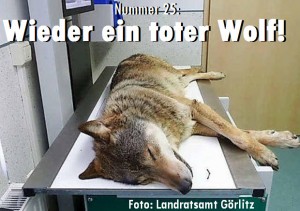 Nummer 25: Wieder ein toter Wolf!