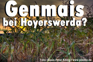 Geinmais bei Hoyerswerda?