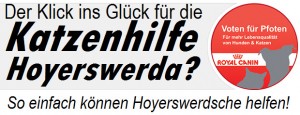 Der Klick ins Glück für die Katzenhilfe Hoyerswerda? So einfach können Hoyerswerdsche helfen!
